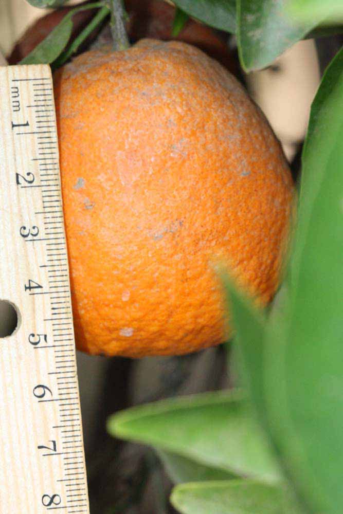            Fruit (Riverside, CA)   